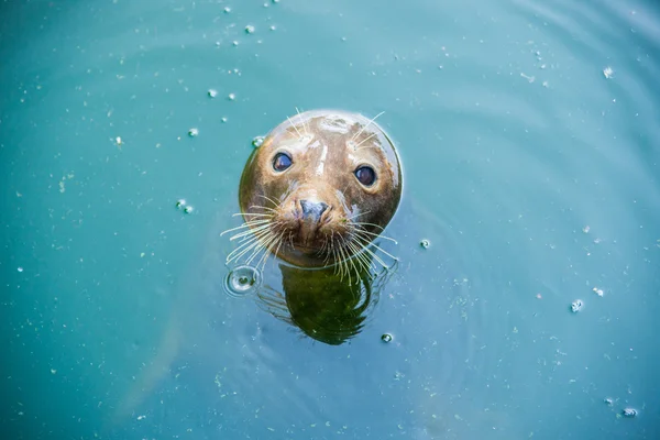 Seal in water — Stock Photo, Image