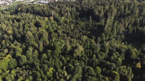 Floresta Habsburgo Cima Com Encruzilhada Lugar Para Reflorestamento Após Tempestade — Vídeo de Stock