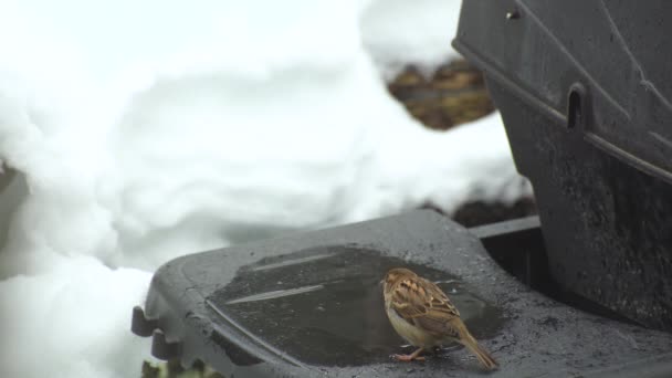 雀は水を飲み 面白い場所で鳥風呂を取るために 冬の冷たいグリルのプラットフォームを見つけます — ストック動画