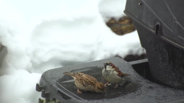 雀は冬に冷たいグリルのプラットフォームで水を飲み バードバスに乗るための水を見つけます 鳥風呂のための面白い場所 高角度表示 リアルタイム — ストック動画