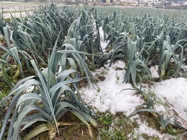 Färsk Purjolök Som Växer Jord Och Snö Vintern Säsongsgrönsaker Schweiz Stockfoto