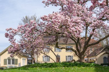 Büyüyen manolya ağacı ve Brugg şehrinin hükümet evi. Brugg, İsviçre - 5. Nisan 2021