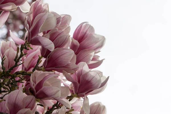 Großaufnahme Eines Magnolienzweiges Mit Weißem Himmel Als Hintergrund Platz Für — Stockfoto