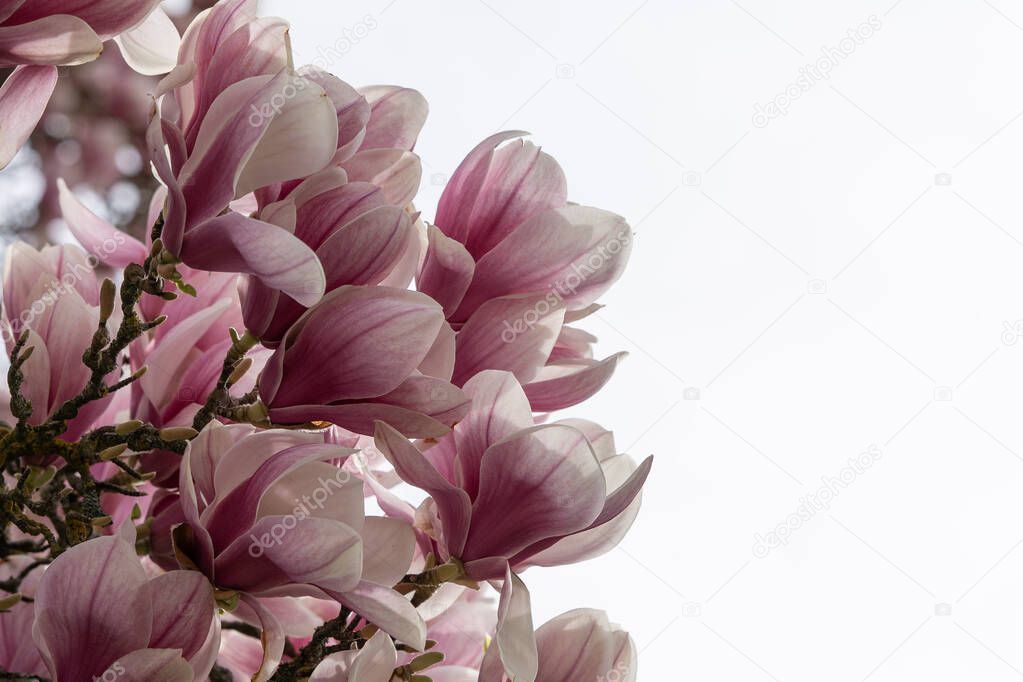 Close up of branch of Magnolia blossom with white sky as background. Place for text.