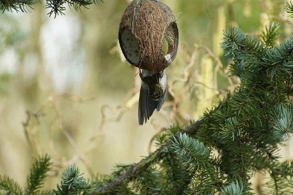 Sparrow Tree Branch Eating Coconut Early Springtime Birds Feeding — Stock Photo, Image