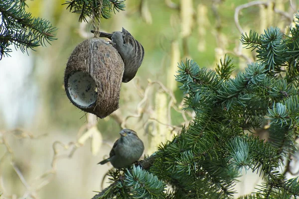 Two Sparrows Tree Branch Eating Coconut Early Springtime Birds Feeding — Stock Photo, Image