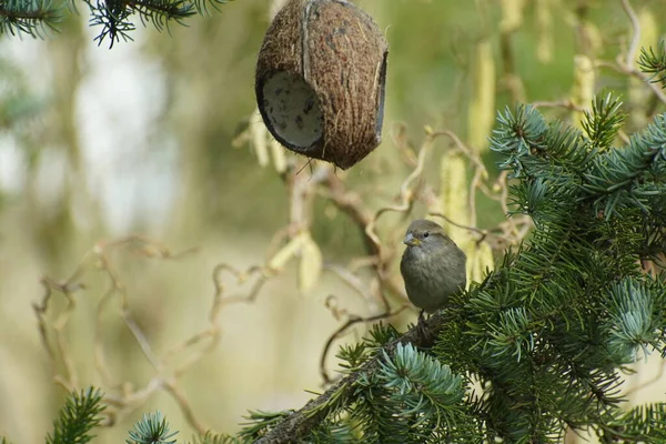 Sparrow Tree Branch Sitting Coconut Early Springtime Birds Feeding — Stock Photo, Image