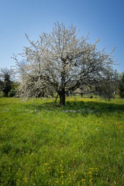Yeşil çayırlarda çiçek açan büyük kiraz ağacı. İlkbaharda düğün çiçeği ve mayflower ile. Ağaç gövdesinde merdiven. Dikey.