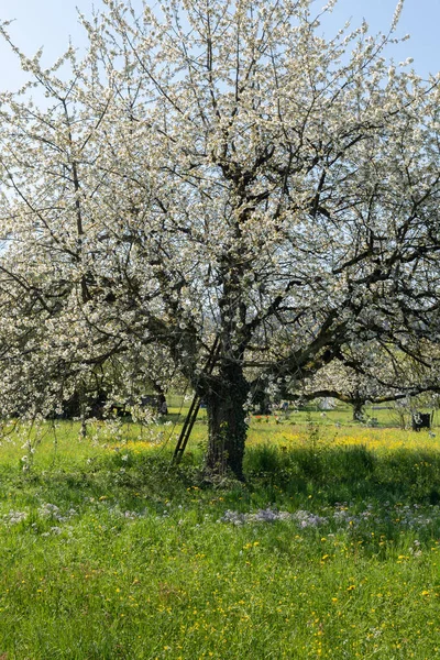 Blooming big cherry tree in green meadow with buttercup and mayflower in springtime. Ladder on tree trunk. Vertical shot.