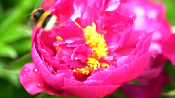 Bumblebee Terbang Bunga Merah Muda Dari Peony Pada Hari Yang — Stok Video