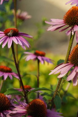 Güneşli bir günde kır evindeki bahçede arılı pembe çiçek başları. Bulanık arkaplanı olan Purpurea echinacea.