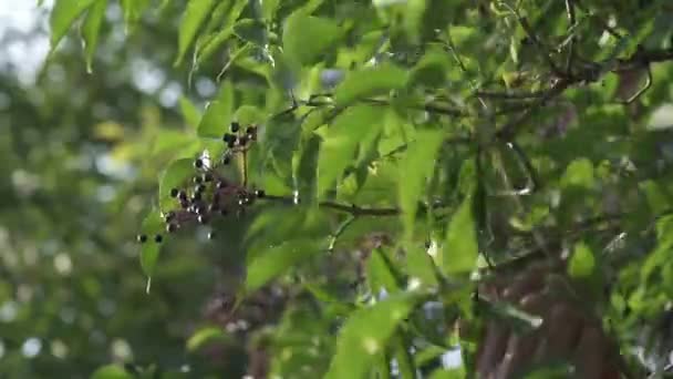 Die Erntezeit Von Holunder Hängt Vom Wetter Zwischen September Und — Stockvideo