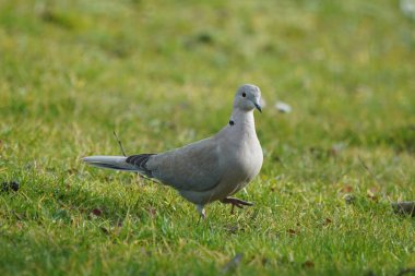 Yumuşak gri tüylü küçük kuş canlı yeşil bir çimenlikte dolaşır, sükuneti ve doğayı taşır. Gri bir güvercin..