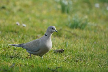 Gri tüylü zarif bir kuş huzurlu bir ortamda canlı yeşil çimenlere odaklanır. Gri bir güvercin..