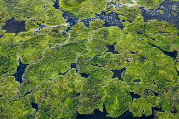 Зелені водорості на воді — стокове фото