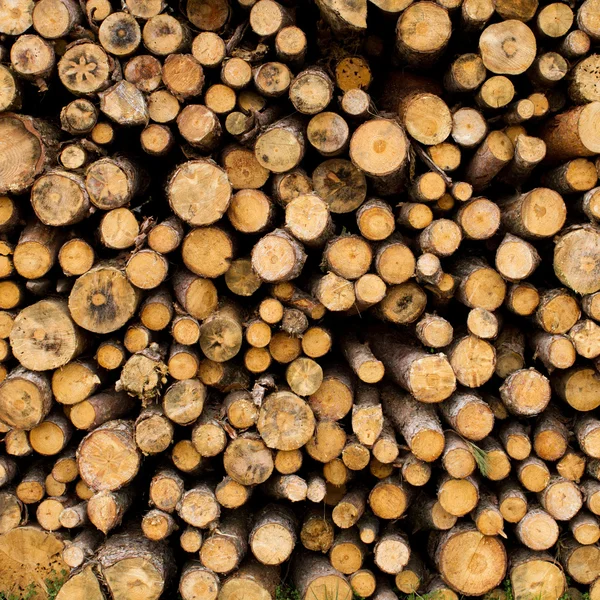 Chopped wood timber — Stock Photo, Image