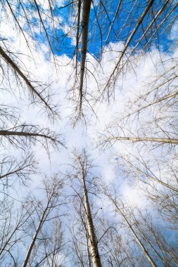 yapay kavak orman ve gökyüzü