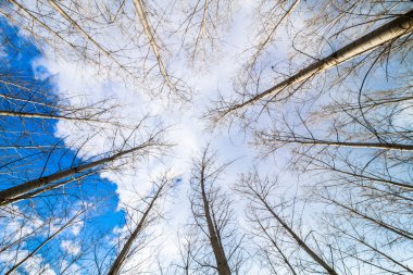 yapay kavak orman ve gökyüzü