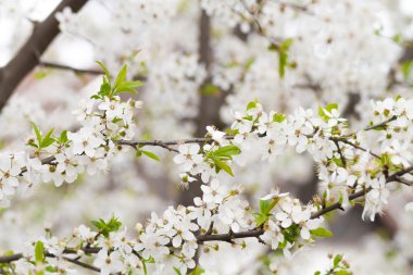 Baharda beyaz çiçekler