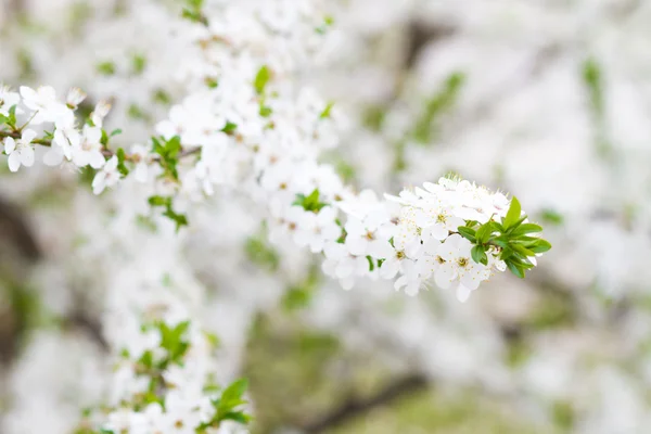 봄의 하얀 꽃들 — 스톡 사진