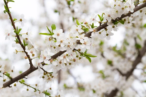 봄의 하얀 꽃들 — 스톡 사진