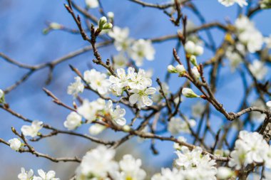 çiçek çiçek açması ağacıyla