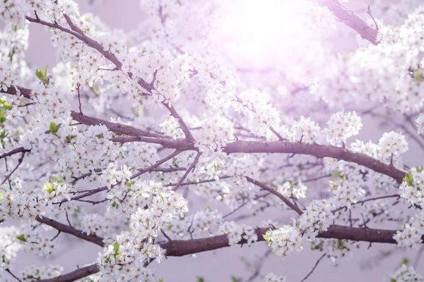 Árvore florescente com flores — Fotografia de Stock