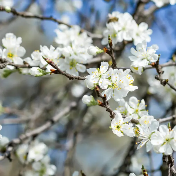 꽃이 만발한 나무 — 스톡 사진