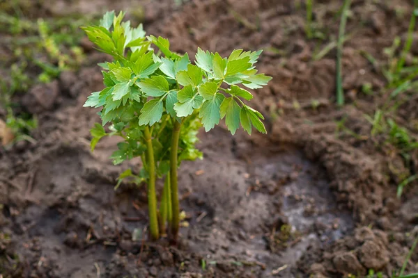 Lovage dans le jardin — Photo