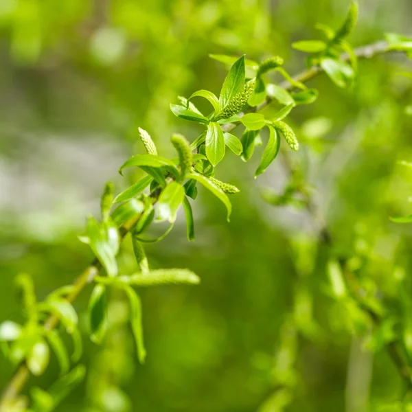 Green willow branch — Stock Photo, Image