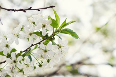 çiçek çiçek açması ağacıyla
