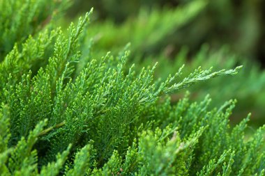 Yeşil Mazı Şubesi