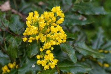 sarı mahonia çiçekler