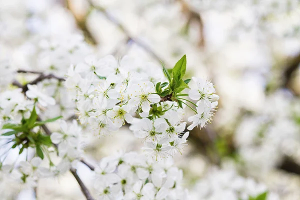 꽃이 만발한 나무 — 스톡 사진