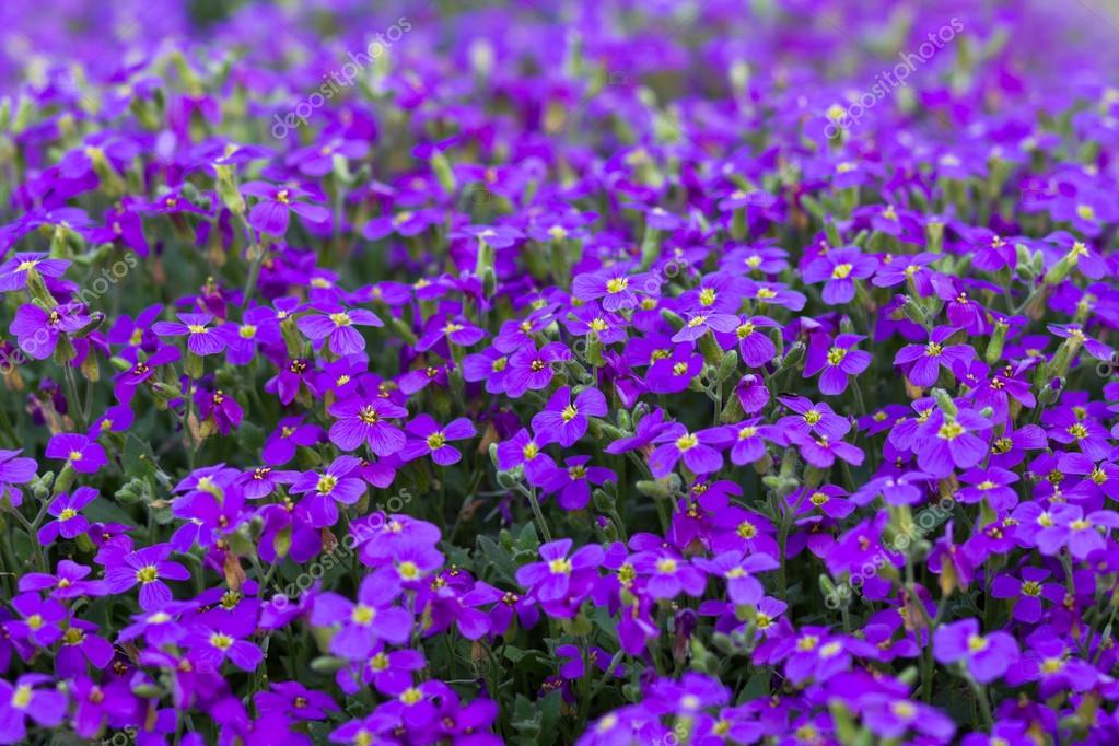 Lila violett Blumen — Stockfoto © ctvvelve 105827618