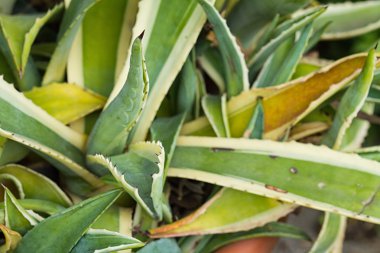 bitki agave americana