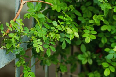 flowe olmadan gül bush