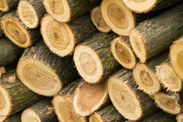 Stacked logpile, firewood — Stock Photo, Image