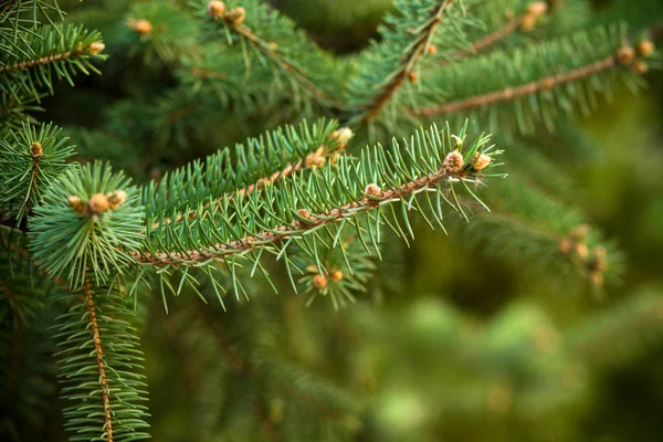 Pine tree branches — Stock Photo, Image