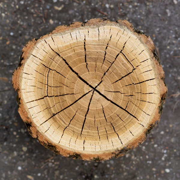 Stomp log brandhout — Stockfoto