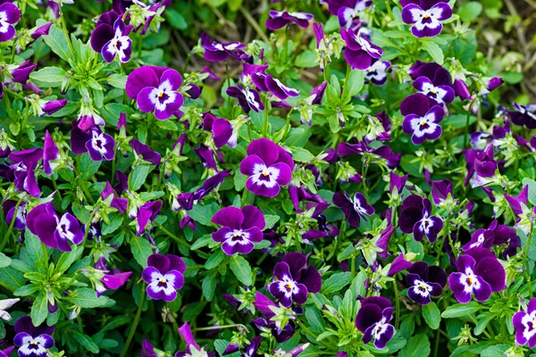 Fioletowy kwiat bratek — Zdjęcie stockowe