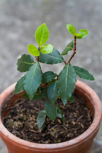 Árbol de laurel — Foto de Stock