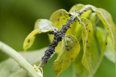birçok işe yaramaz siyah