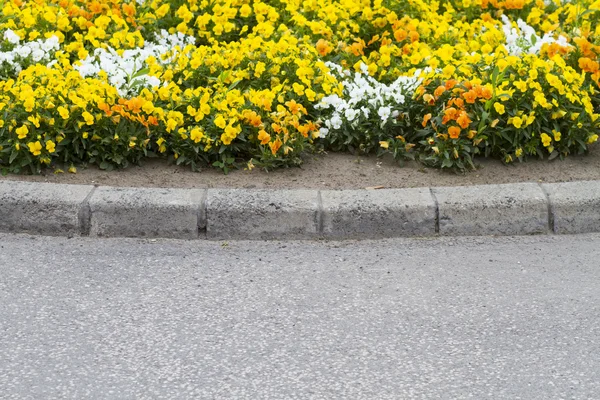 Gelbe Stiefmütterchenblume — Stockfoto