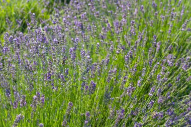 Lavanta Çiçeği Tarlası