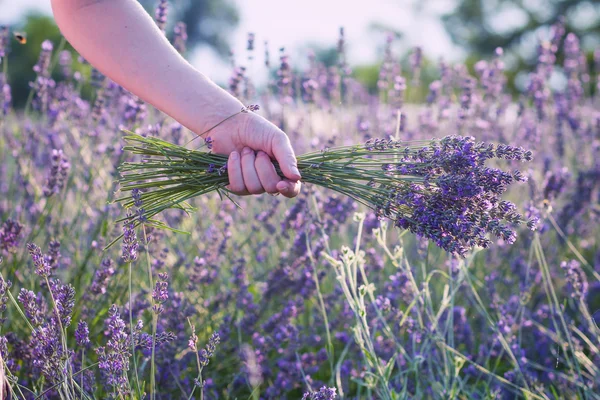 Female hand holding lavender flowers — Stock Photo, Image