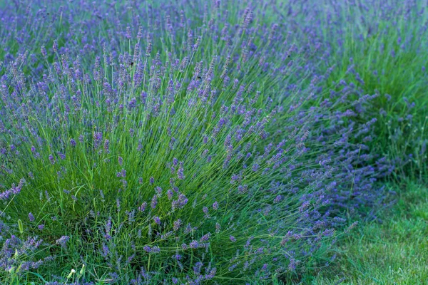 Lavender flower field — Stock Photo, Image