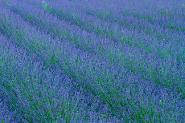 Campo di fiori di lavanda — Foto Stock