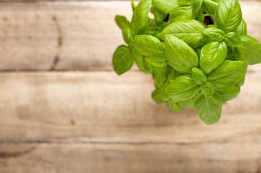 Taze yeşil fesleğen