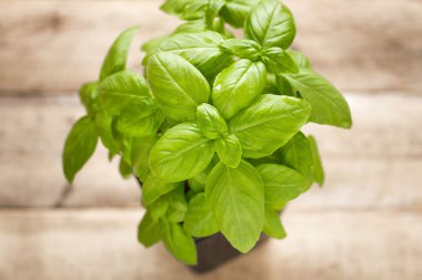 Taze yeşil fesleğen